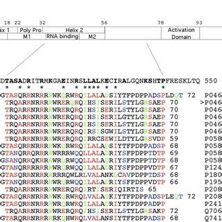 Domain Structure And Amino Acid Sequence Similarity Of HIV 1 Rev To