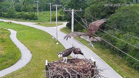 Osprey Update August 31 2024 Henry L Ferguson Museum