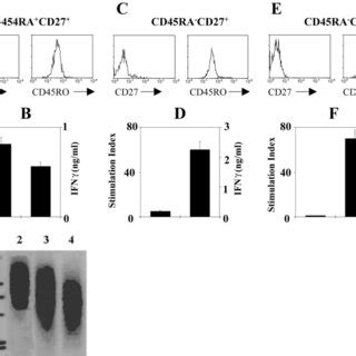 Phenotypic Characterization Of V T Cell Subsets A Peripheral Blood