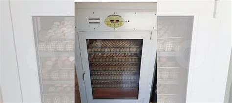 Инкубатор автоматический бу купить в Ижевске | Животные и зоотовары | Авито