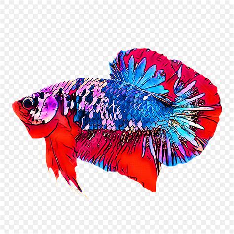 Betta Fish Clipart Vector Betta Fish Png Decoration Betta Betta Fish