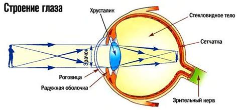 Строение глаза человека. Анатомия глаза | Картинки и Схемы