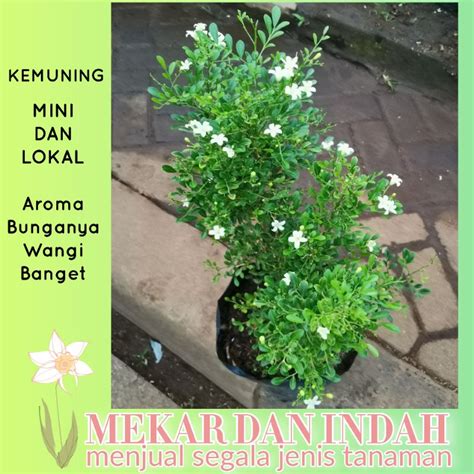 Jual Tanaman Kemuning Mini Kemuning Lokal Shopee Indonesia