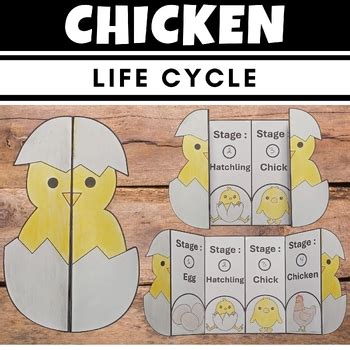 Life Cycle Of A Chicken Cut And Paste Foldable Sequencing Craft