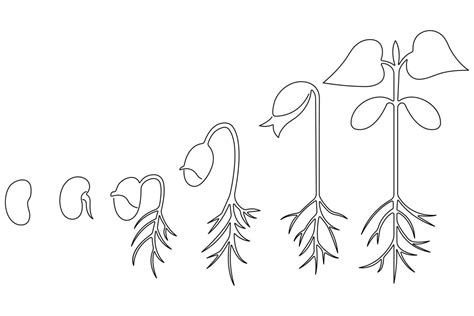 Page 2 Tree Growth Stages Vector Art Icons And Graphics For Free