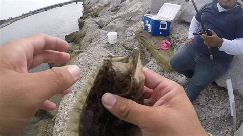 LIVE BAIT HALIBUT FISHING - YouTube