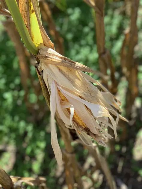 Exploring the Wonder of Newberry Corn Maze: A Unique Family Activity ...