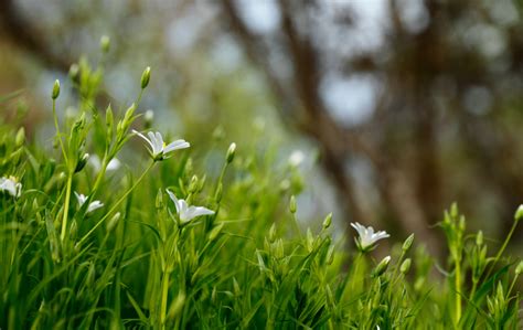 Free Images Tree Nature Forest Outdoor Branch Light Plant