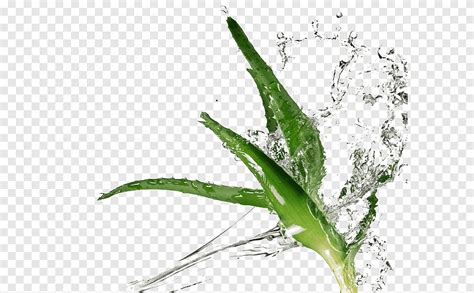 Aloe Vera Enhanced Water Succulent Plant Extract Aloe Skin Material