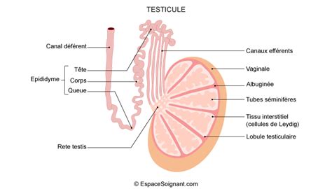 Anatomie Et Physiologie Des Testicules Cours Soignants