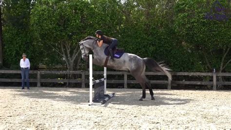 Counter Canter on Approach to a Fence | Ridely