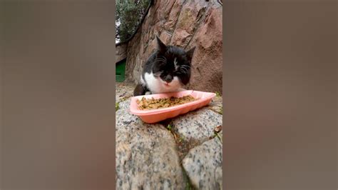 Hungry Tuxedo Kitten Sound 😻😻😻 Shorts Kittensounds Feedingcats Youtube