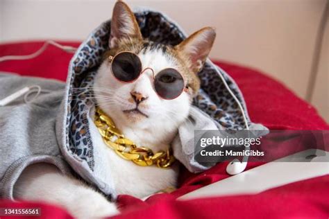 Cat Wearing Hoodie Photos And Premium High Res Pictures Getty Images
