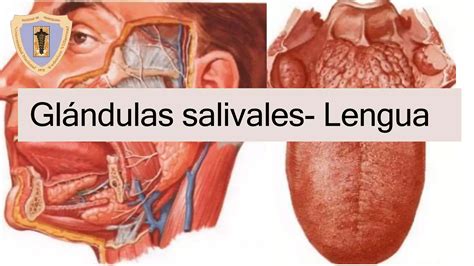 Glándulas salivales y lengua PPT