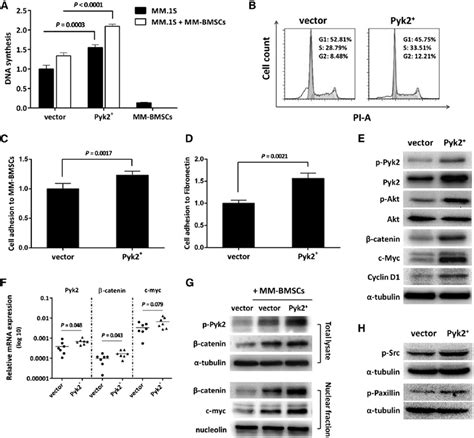 Overexpression Of Pyk2 Enhances Mm Cell Proliferation Adhesion And Download Scientific