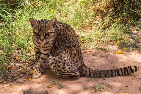 The Patagonian Cat That Went From Myth To Fame Emerging Destinations