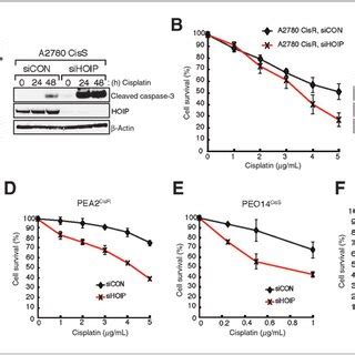 HOIP Depletion Sensitizes Cells To Cisplatin Induced Apoptotic Cell