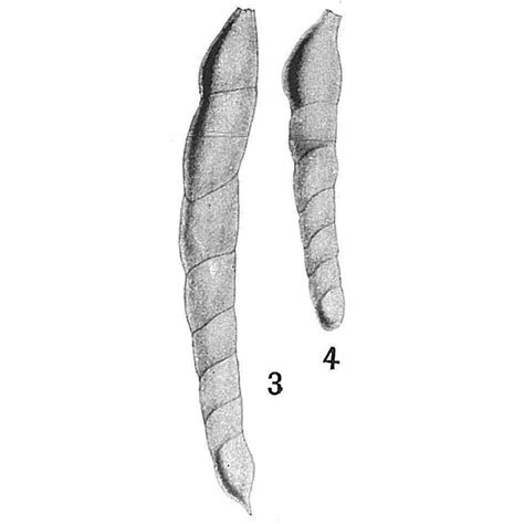 Laevidentalina Communis Unknown None Recent Holocene Quaternary