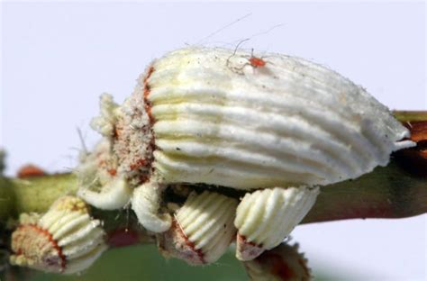 Cottony cushion scale detected in Michigan nursery - MSU Extension