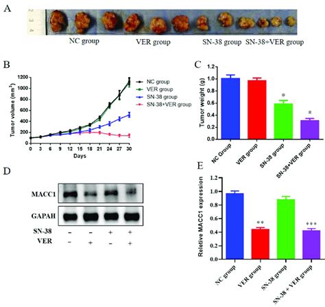 Antitumor Effects Of Sn 38 þ Ver On Ht29 Xenograft Tumor Models In