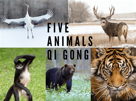 The Five Animals Qi Gong - Exercises that Strengthen Your Mind and Body ...