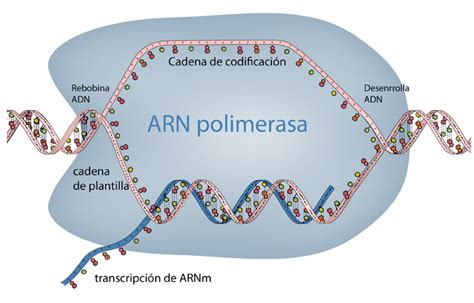 Dna To Rna Transcription