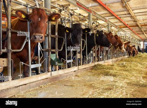 Dairy Farming Dairy Cows Herd Feeding With Silage From Passage In