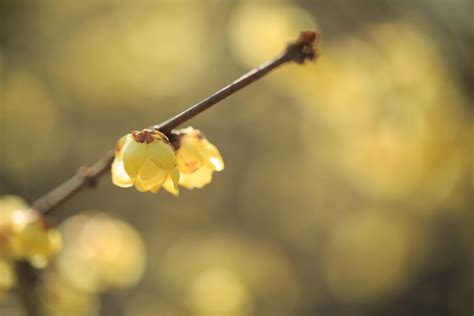 Wallpaper Sunlight Nature Winter Branch Yellow Morning Blossom Spring Autumn Flower