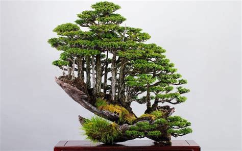 80 Year Old Bonsai Master Creates Incredible Tiny Forests As A Rebel In The Ancient Art Look