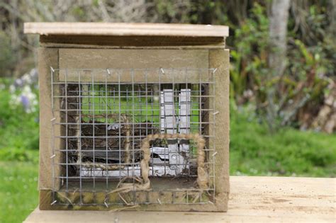 Trapping Smarter "bait presentation" - Predator Control strategy - TRAP
