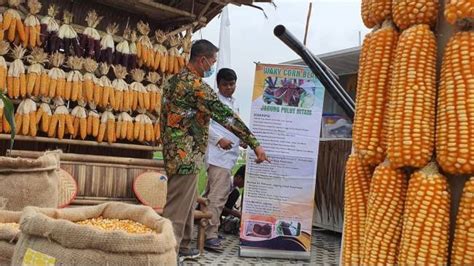 Harga Jagung Anjlok Pupuk Mahal Menteri Pertanian Minta Petani Tetap