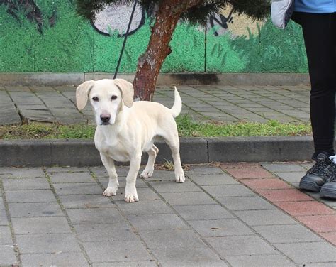 Falko Na El Domov Pesweb