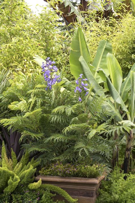 Bonsai Blue Jacaranda Jacaranda Mimosifolia Sakai01 Pp 26574