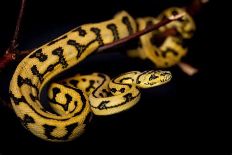 Carpet Python Care Sheet (Complete Setup) - ReptileHow.com