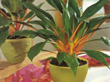 Как правильно выращивать хлорофитум Грин Оранж? | Plants, Garden