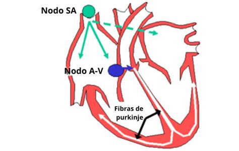 Cora O Anatomia Histologia Fisiologia E Doen As Em