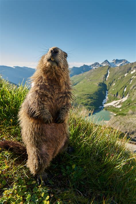 The Alpine Marmot - A Story of Survival