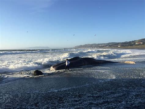 Photos Dead Sperm Whale Washes Up On Popular Beach In Pacifica Abc7 San Francisco