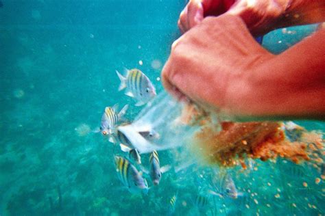 The Pages of Flagler County : Snorkeling in the Bahamas!