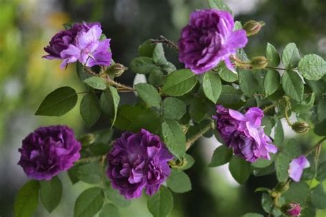 9 Dark Purple Roses For Your Garden - SONG OF ROSES