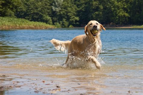 schönsten Seen für Hunde in der nähe Tipps Ideen