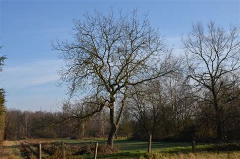 Free Images Tree Nature Branch Sunshine Field Sunlight Leaf