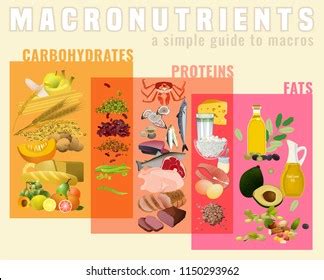 Main Food Groups Macronutrients Carbohydrates Fats Stock Vector