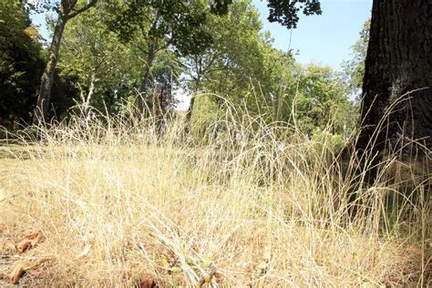 Sècheresse la commune de Brindas dans le Rhône reconnue en état de