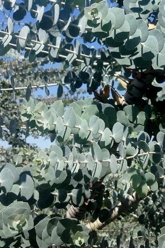 silver dollar eucalyptus tree growing zones - Velvet Emanuel