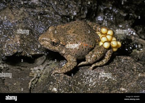 Toad Life Cycle