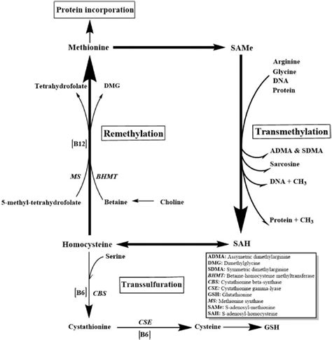 One Carbon Metabolism Schematic Adapted With Permission 170