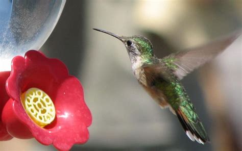 Animated Hummingbird Wallpaper - WallpaperSafari