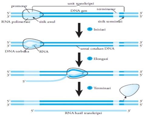 Sintesis Protein Tahapan Transkripsi Dan Translasi Proses Urutan