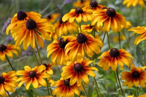 Growing Black Eyed Susans For Enduring Color In Your Garden